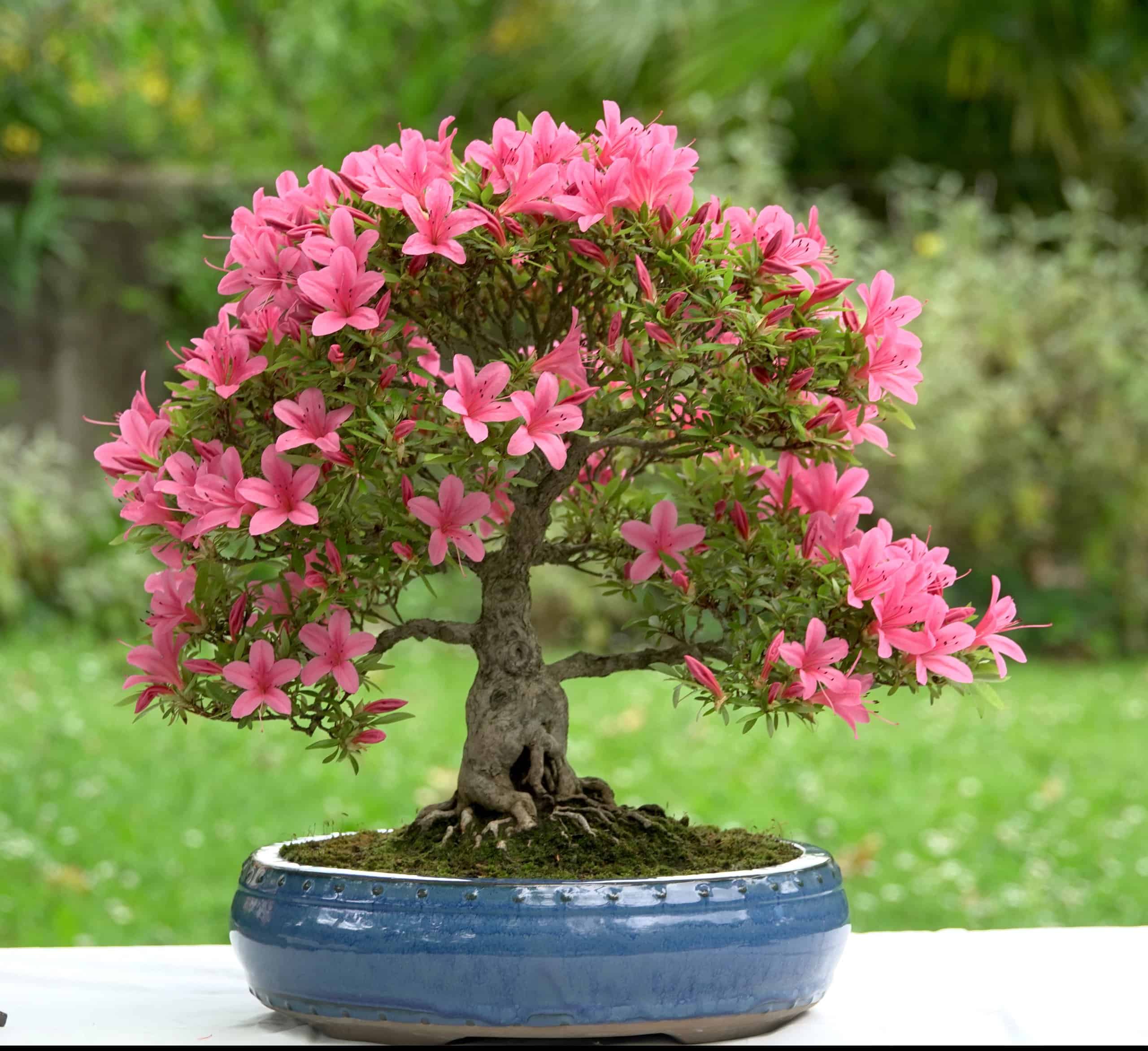 Bonsai for beginners