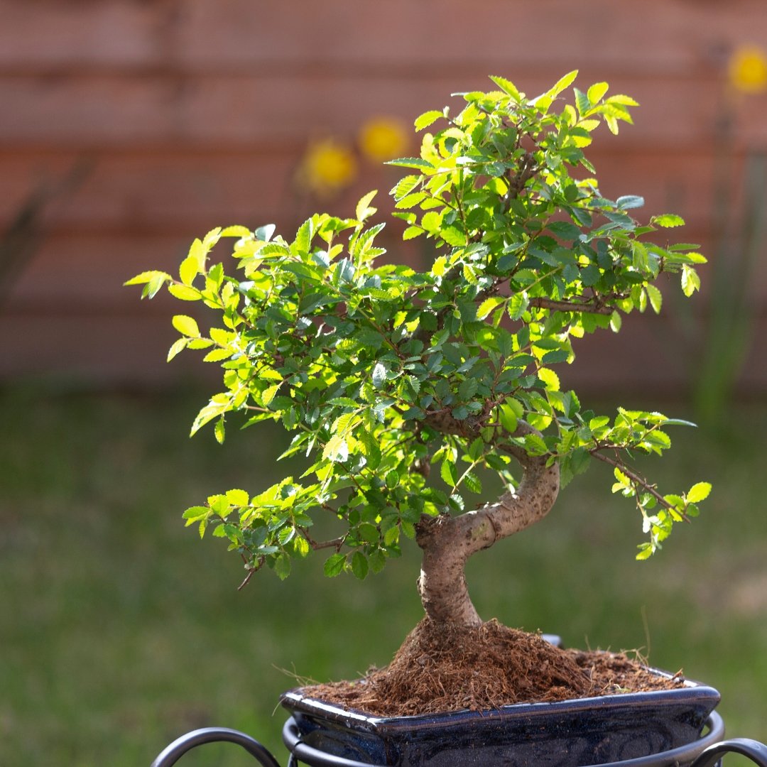 First bonsai tree choices: upright, cascade & slanting styles in home settings.