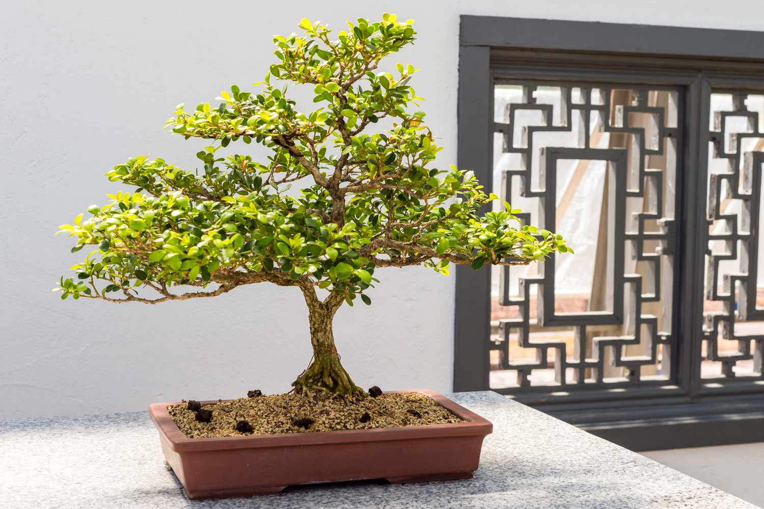 5 Best Bonsai Trees for Beginners in 2026