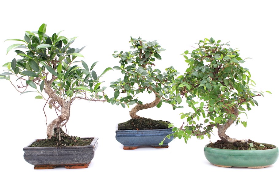 5 Beginner-Friendly Bonsai Trees to Start With