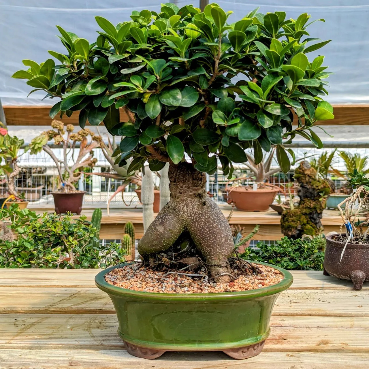 The 2026 Beginner’s Blueprint Ficus microcarpa Ginseng bonsai