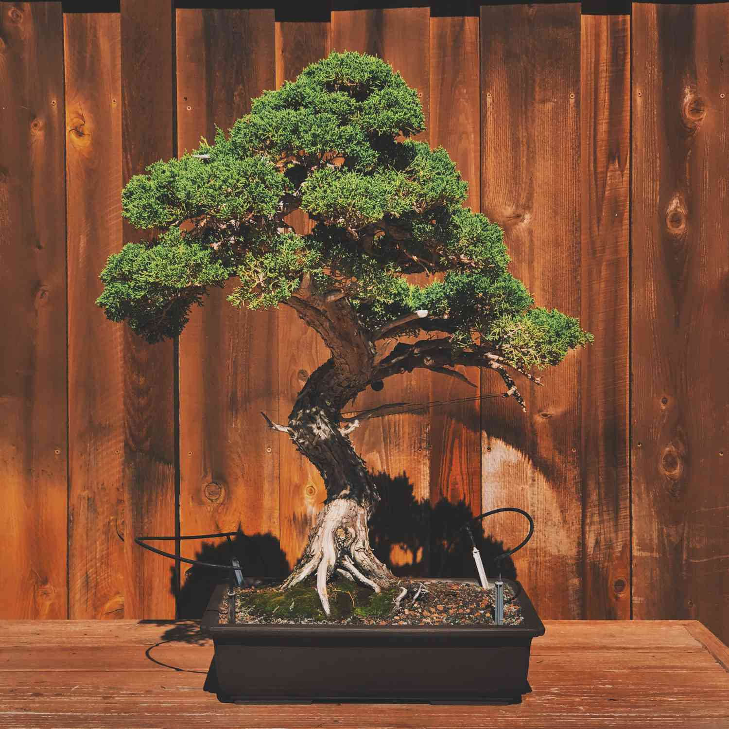 Bonsai tree types