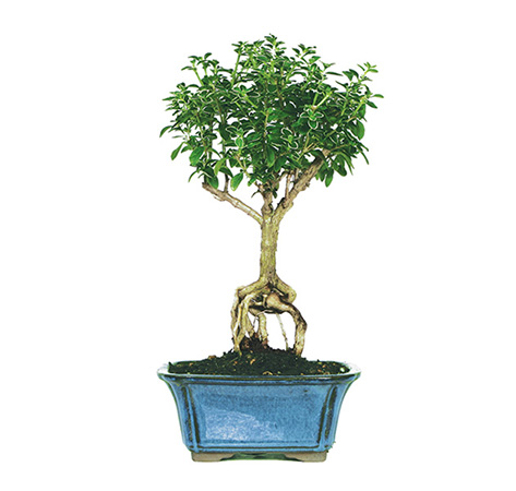 The 2026 Beginner’s Blueprint Serissa foetida Snowrose bonsai