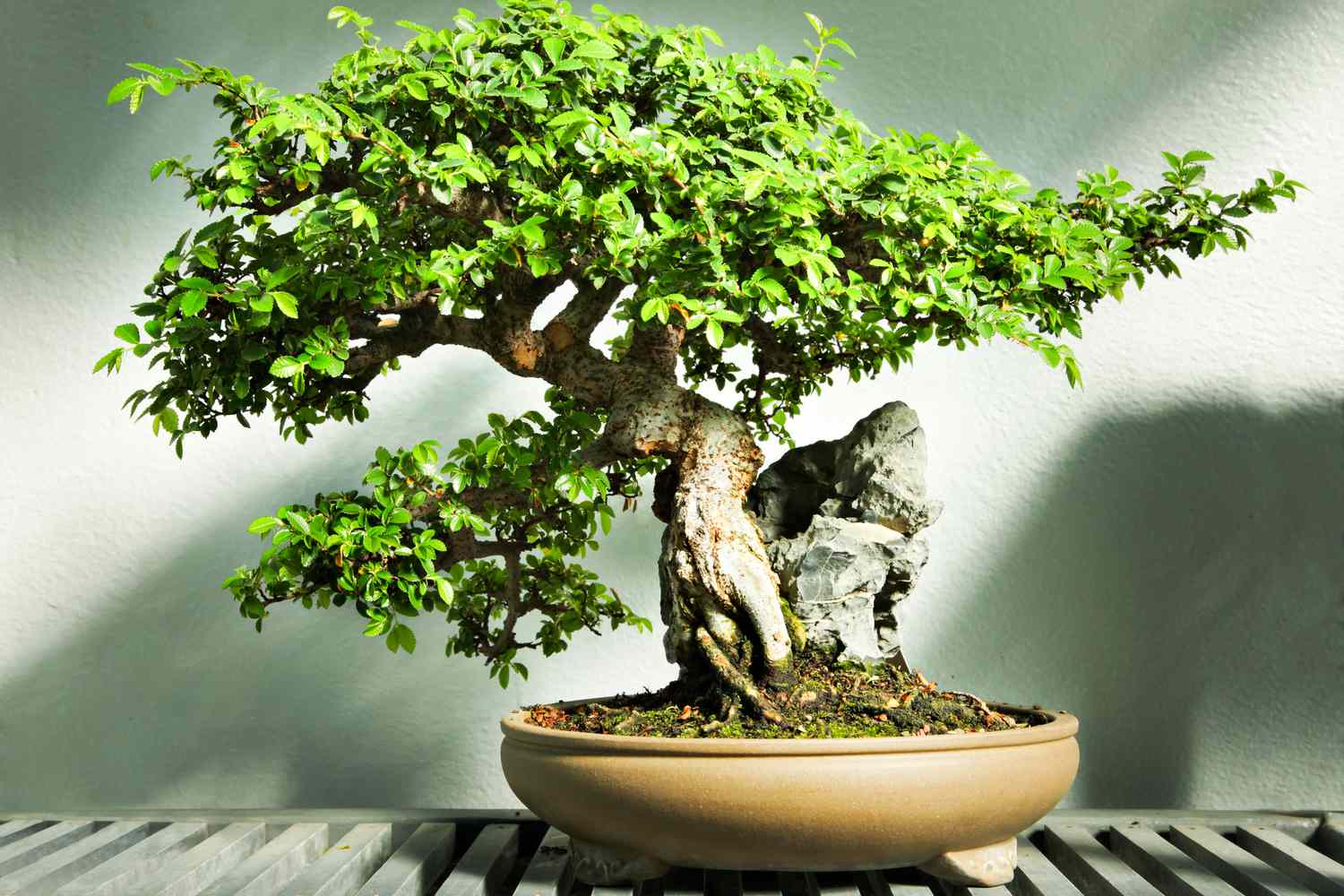 Bonsai tree types