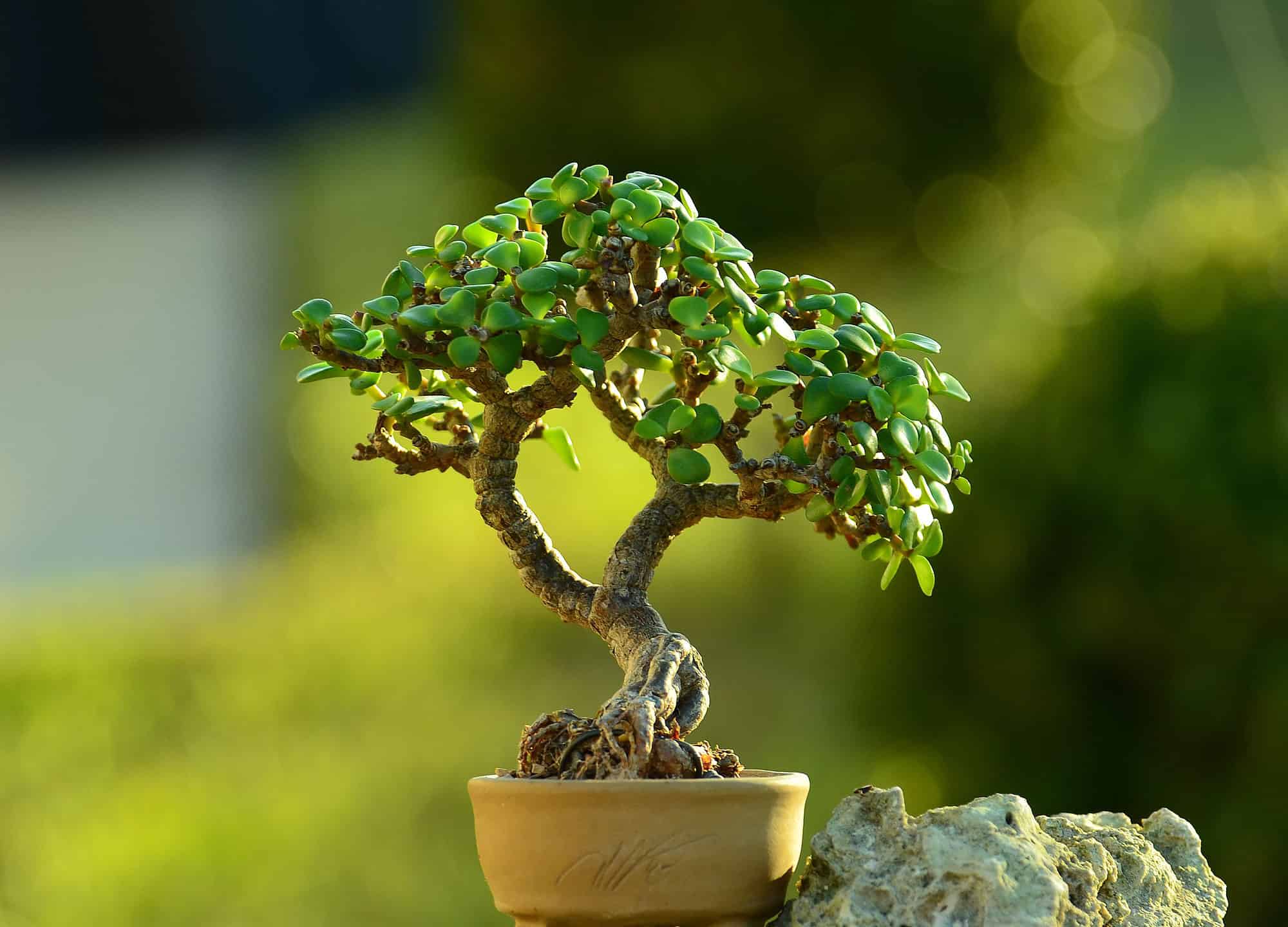 The 2026 Beginner’s Blueprint Jade plant Crassula ovata bonsai