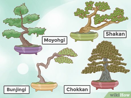 Bonsai Care