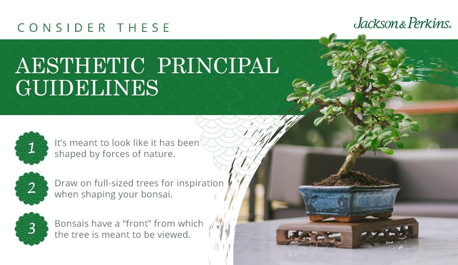 Bonsai Care