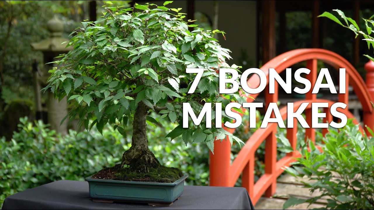 Common Bonsai Mistakes Every Beginner Makes in 2026 (And How to Avoid Them)