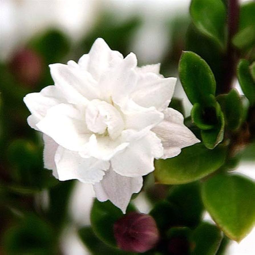 Serissa Foetida Snow Rose Bonsai