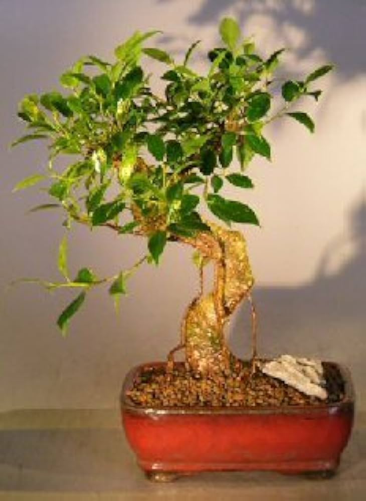 Ficus Retusa Jade Vine Bonsai Tree