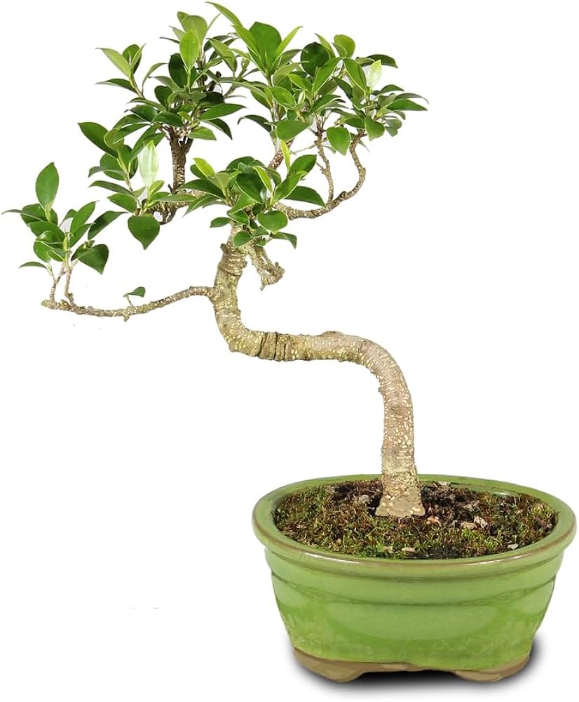 ficus bonsai tree live plant beginner kit