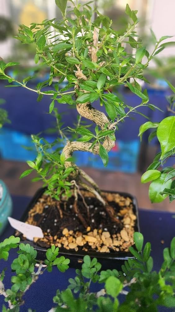 Serissa Bonsai Tree