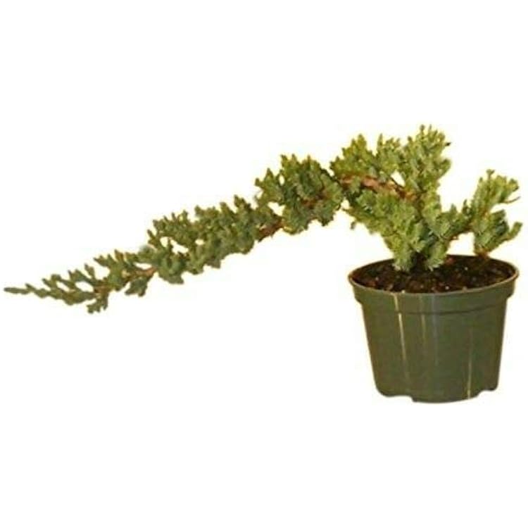Pre-Bonsai Juniper Tree