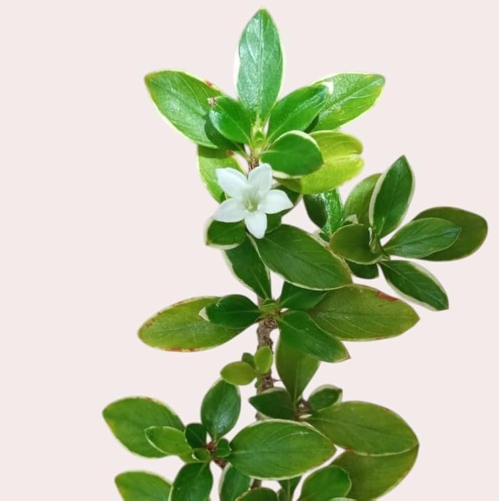 Serissa Foetida Bonsai Tree