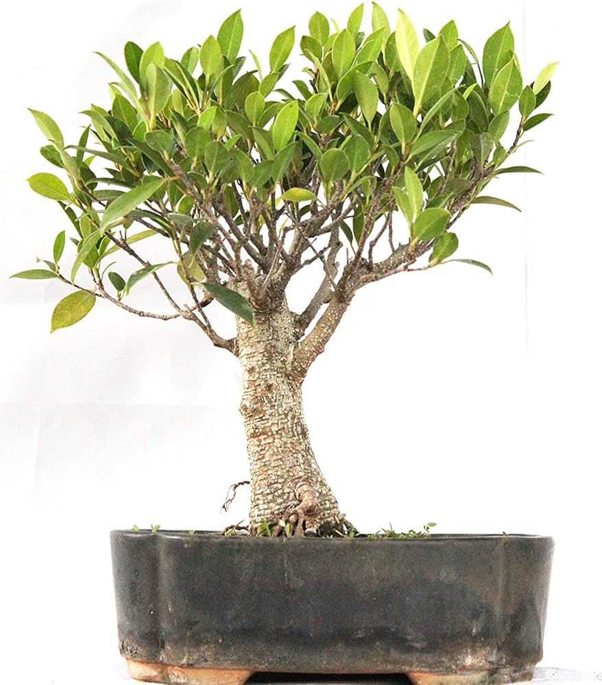 Tiger Bark Ficus Bonsai