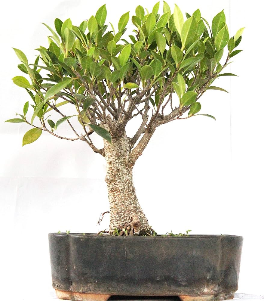 Tiger Bark Ficus Bonsai