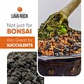 Lava rock bonsai soil