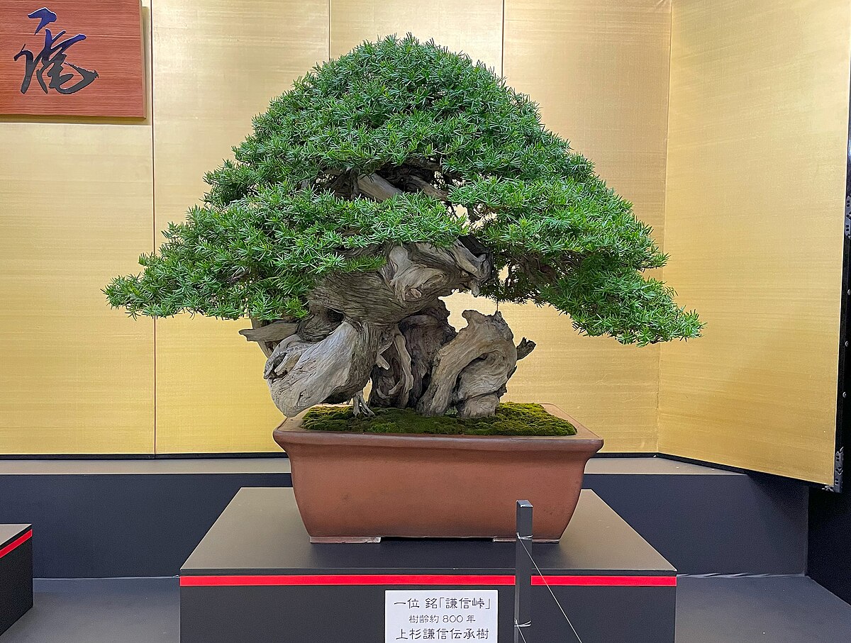 Broome Style Bonsai Tree