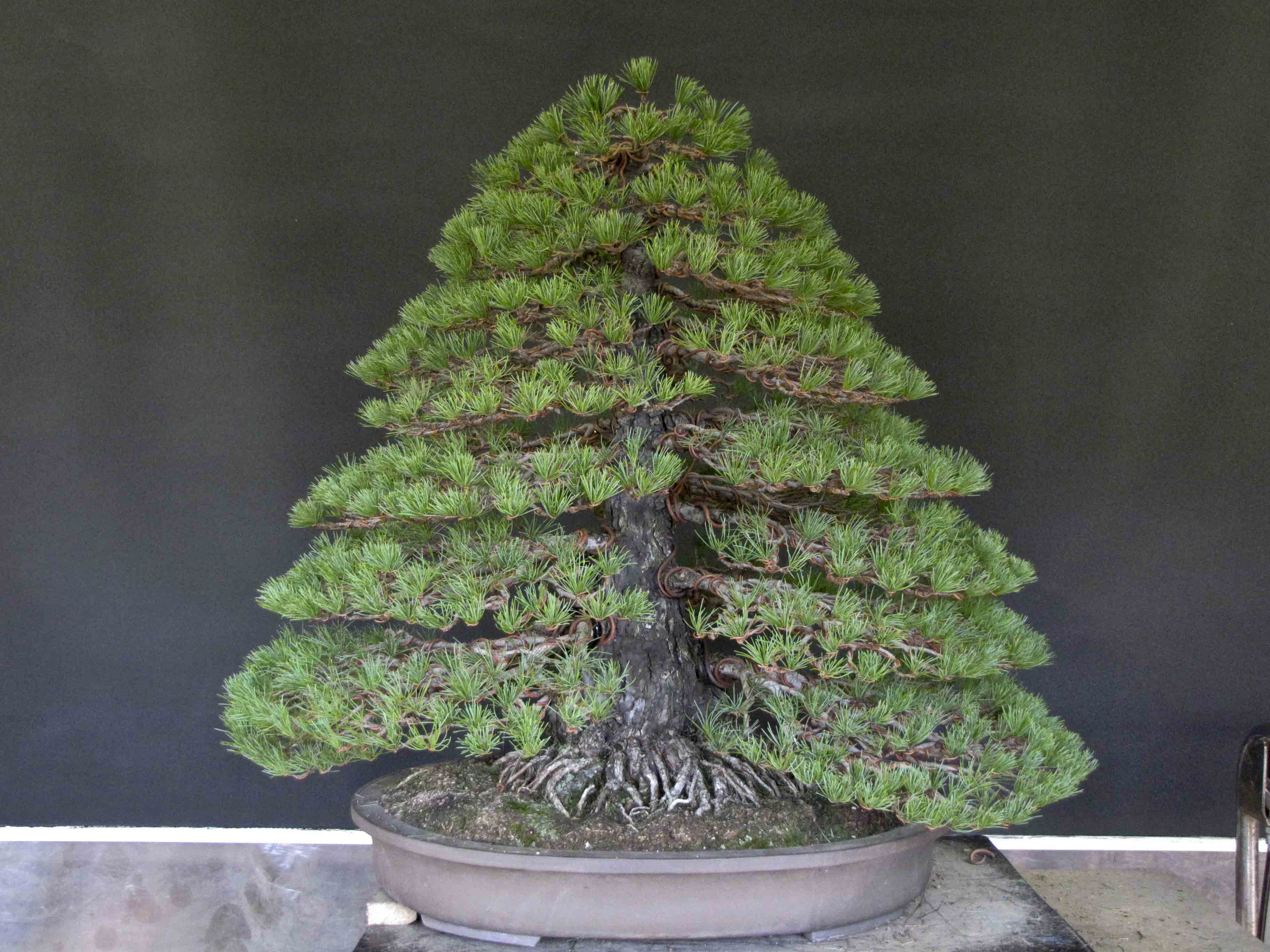 Formal Upright Bonsai