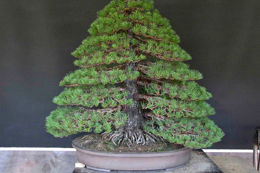 Formal Upright Bonsai