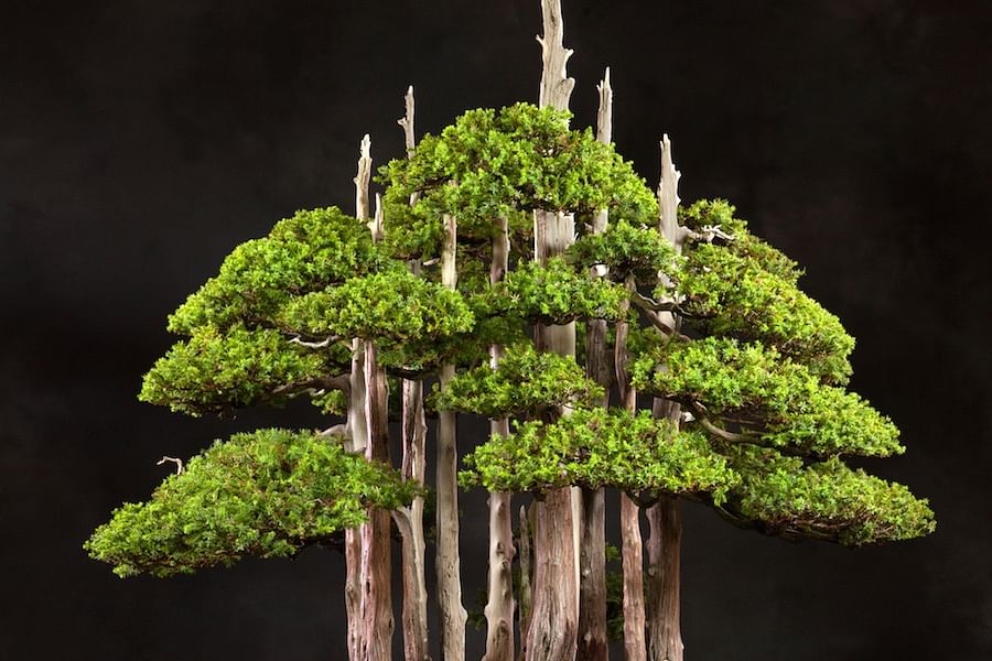 Group Planting Bonsai