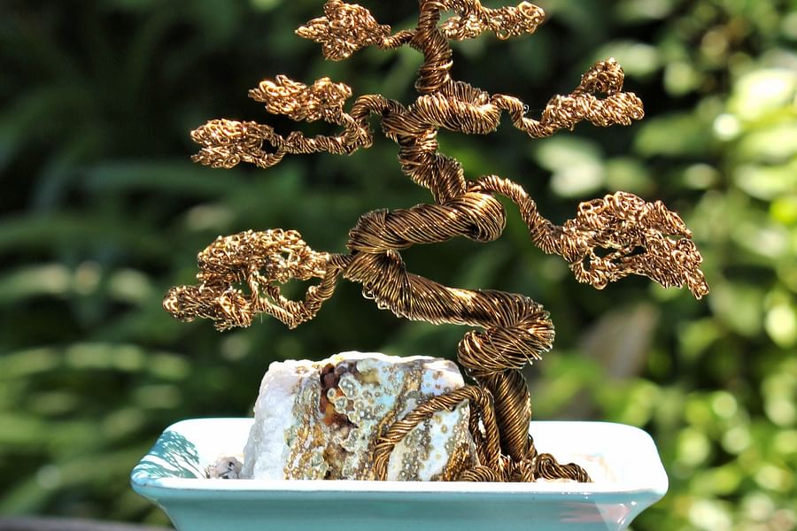 Informal Upright Bonsai