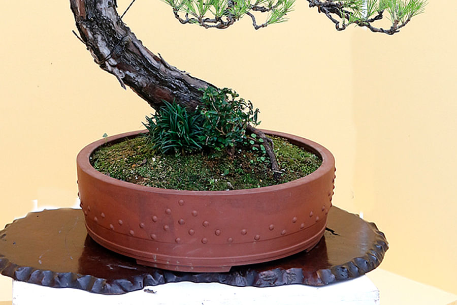 Literati Bonsai Tree