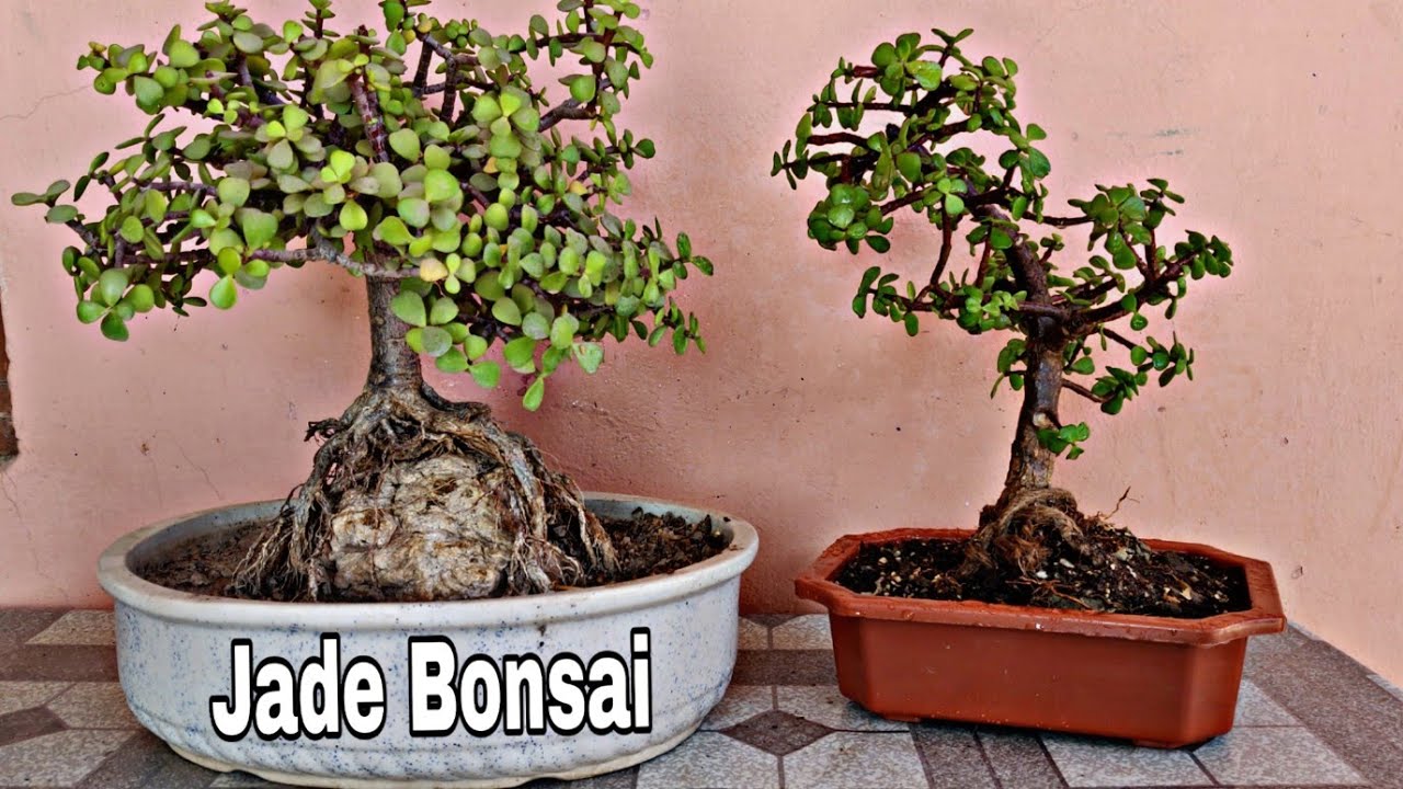 Root-over-Rock Bonsai