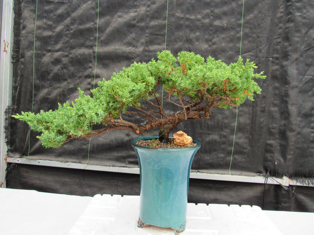 Semi-Cascade Bonsai