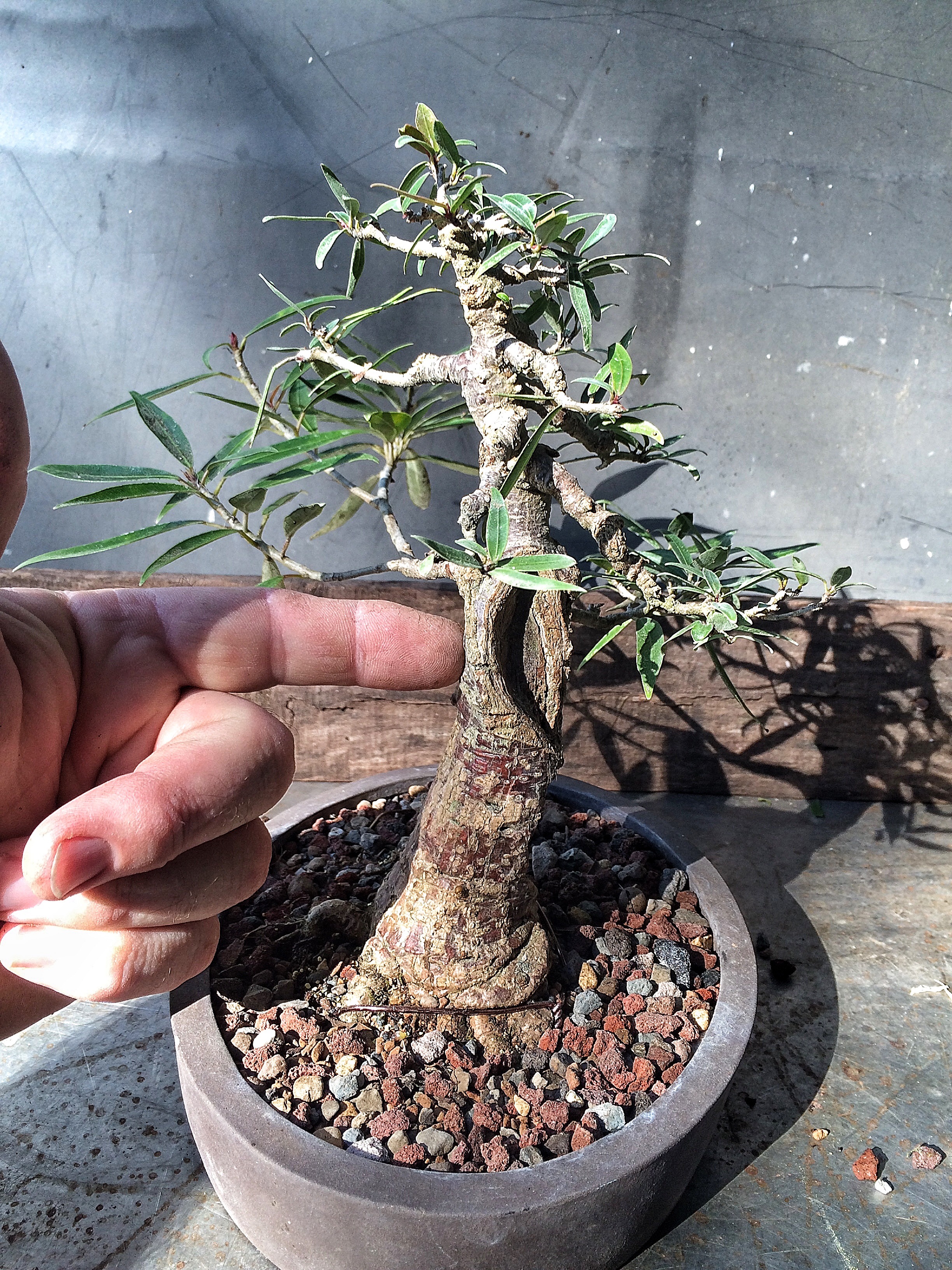 Reaping Rewards The Positive Psychological Effects of Caring for a