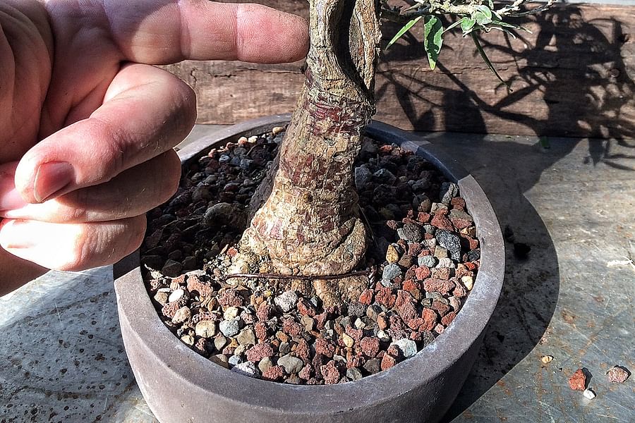 Slanting Bonsai Tree