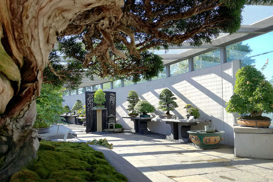 Ficus retusa Linn bonsai