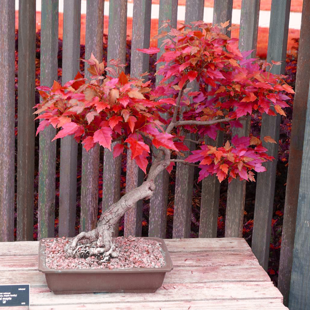 Japanese Maple bonsai