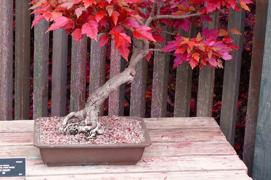 Japanese Maple bonsai