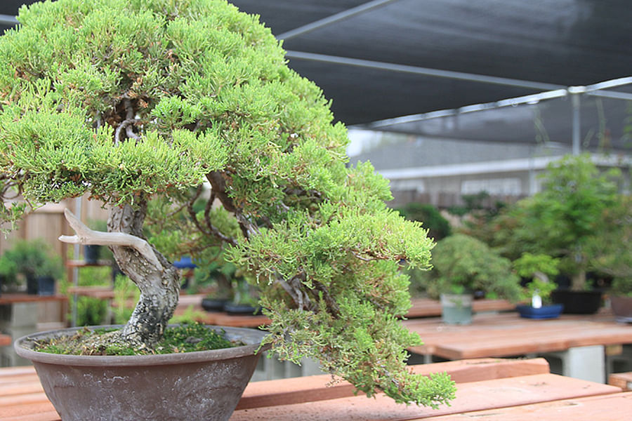 Juniperus chinensis bonsai