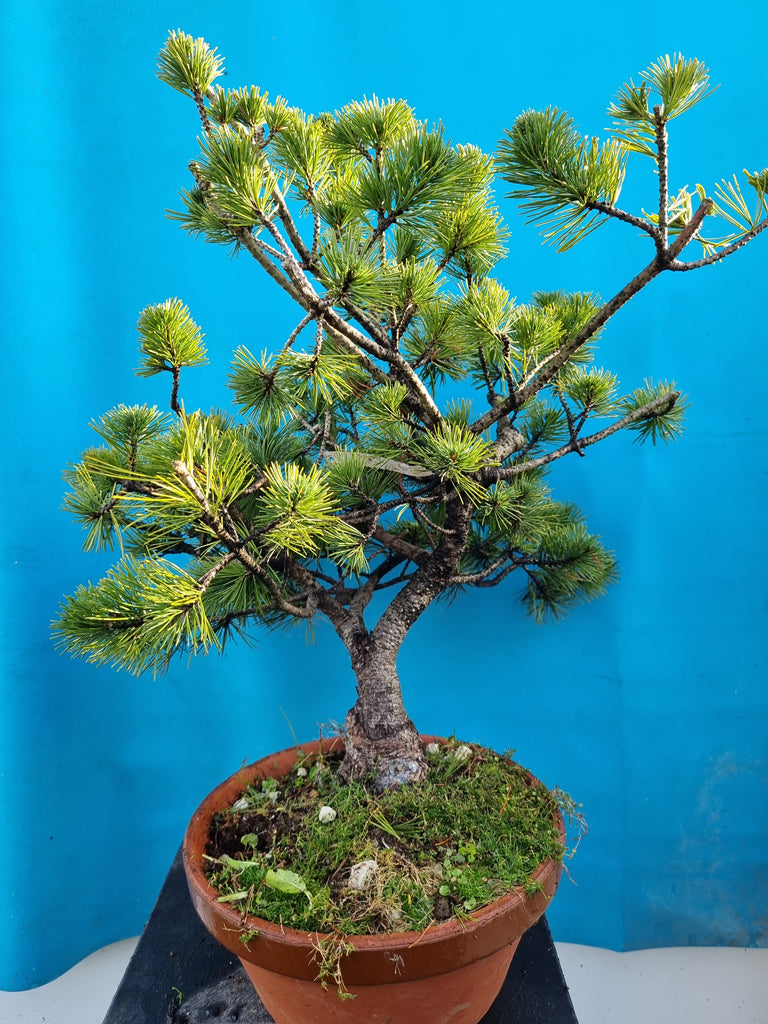Pinus parviflora bonsai
