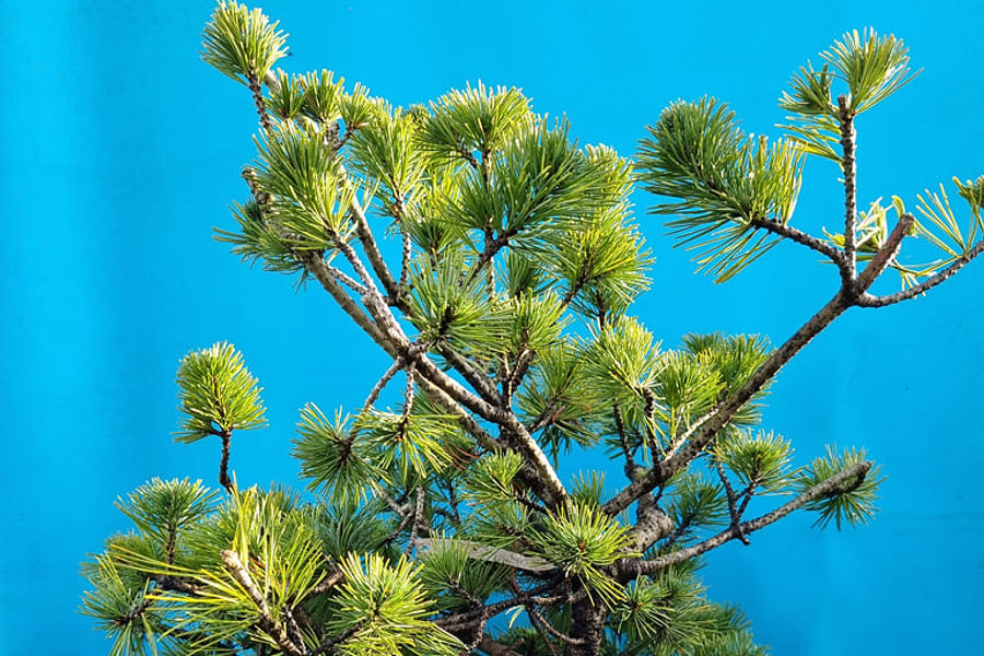 Pinus parviflora bonsai