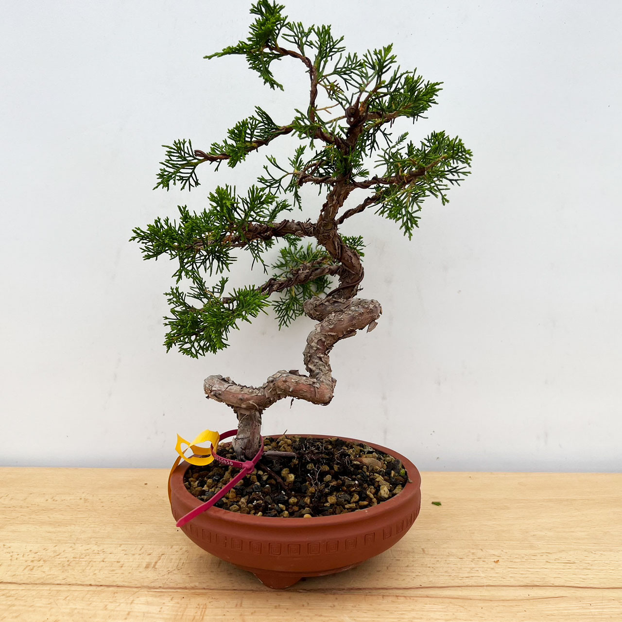 Shimpaku Juniper bonsai