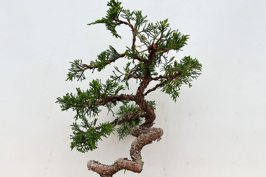Shimpaku Juniper bonsai