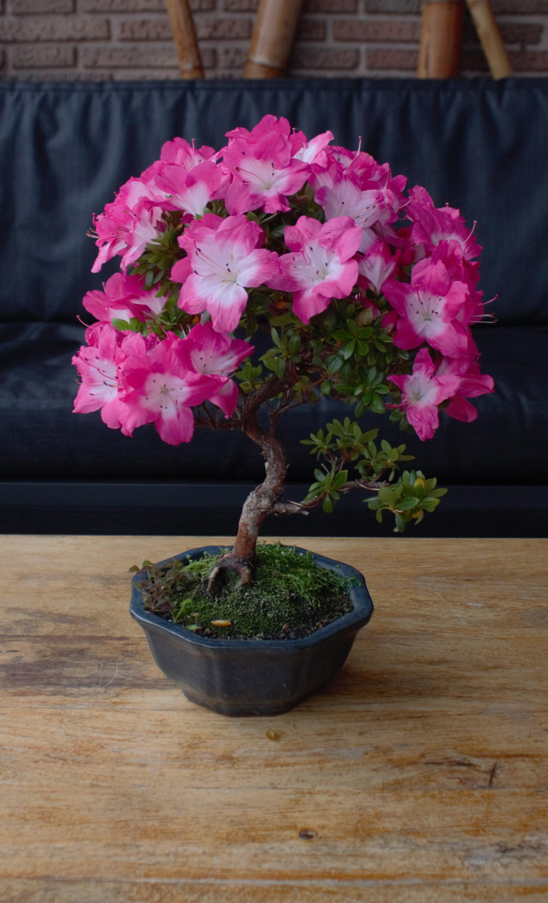 Azalea Bonsai Tree