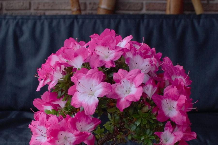 Azalea Bonsai Tree