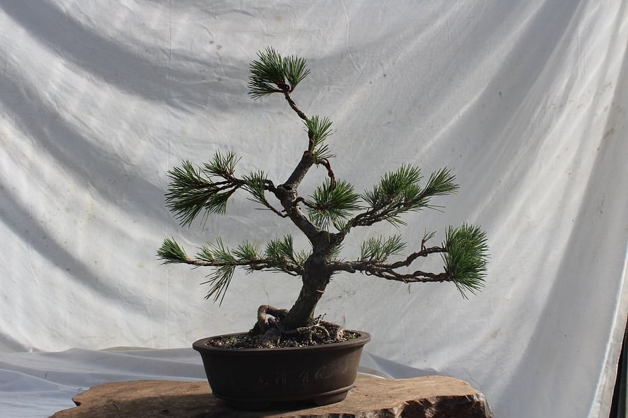 Black Pine Bonsai Tree