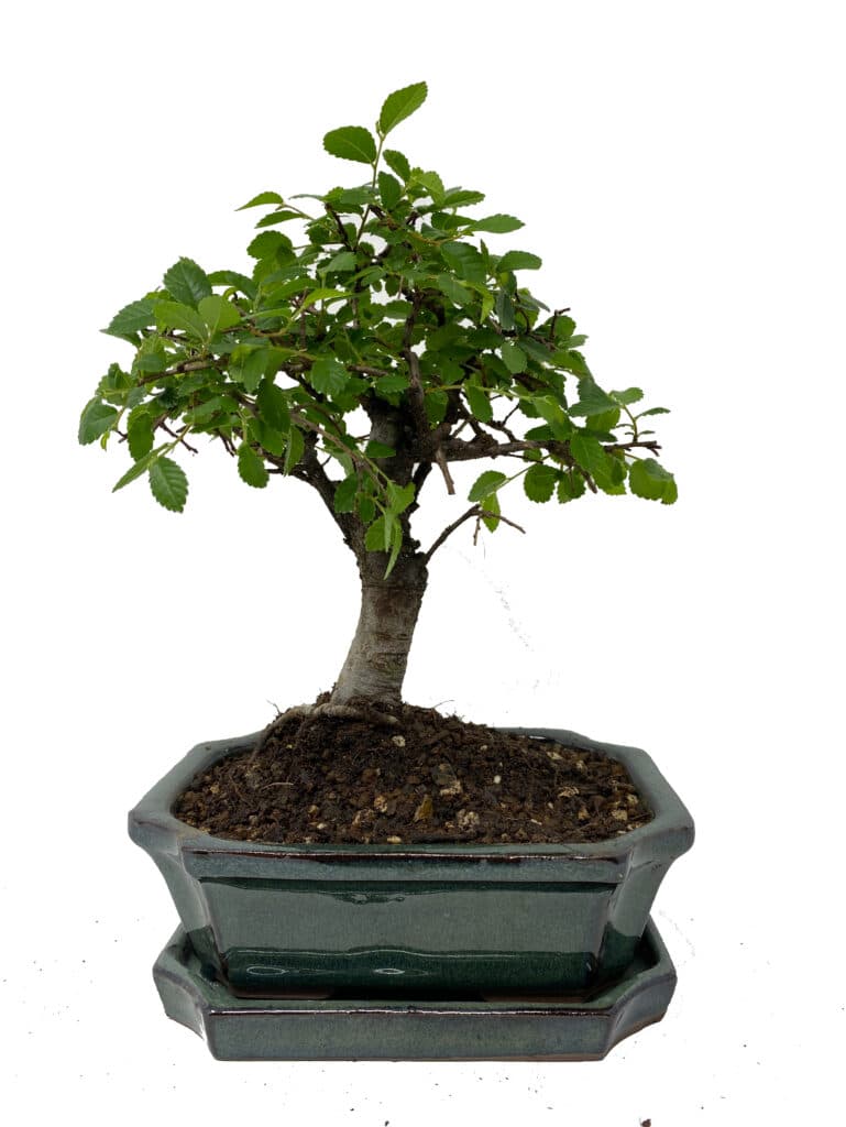 Chinese Elm Bonsai Tree