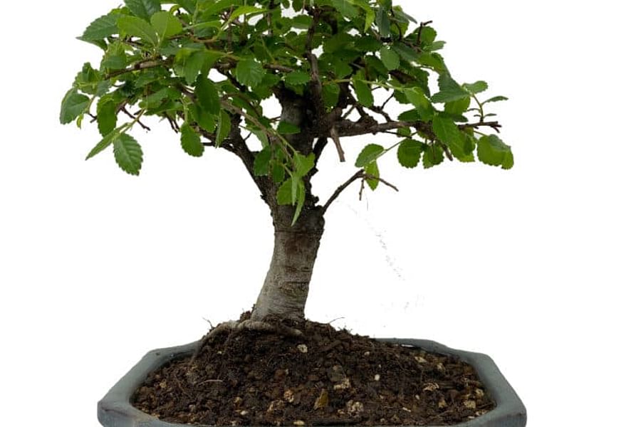 Chinese Elm Bonsai Tree
