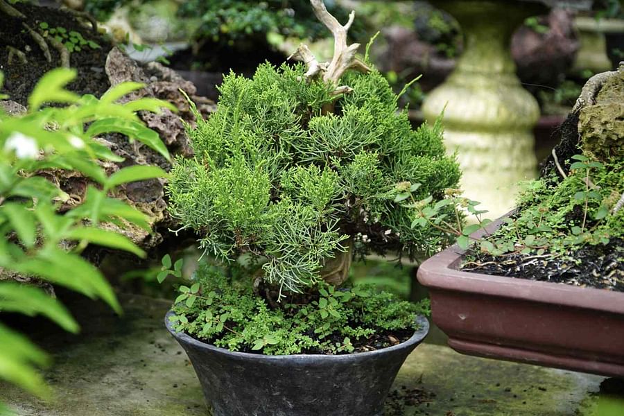 Juniper Bonsai Tree