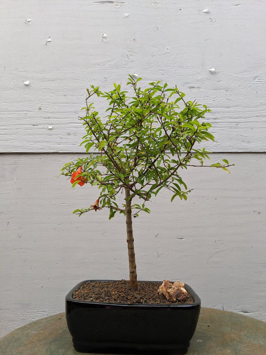 Pomegranate Bonsai Tree