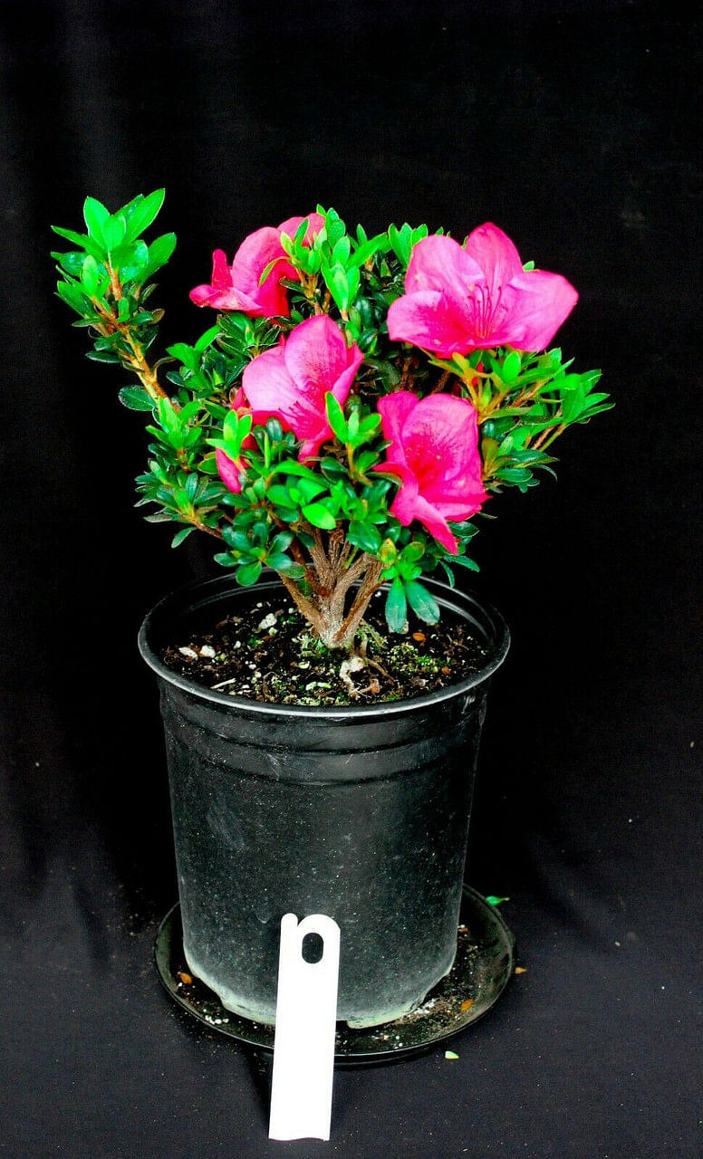 Azalea Bonsai Creating a Miniature Rose Garden at Home