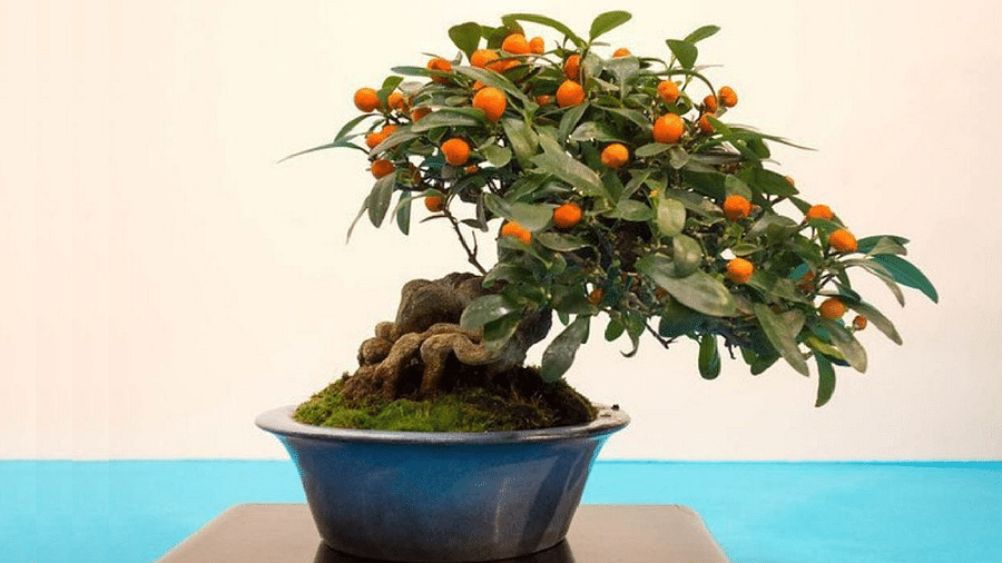 Varieties of Bonsai Orange Trees