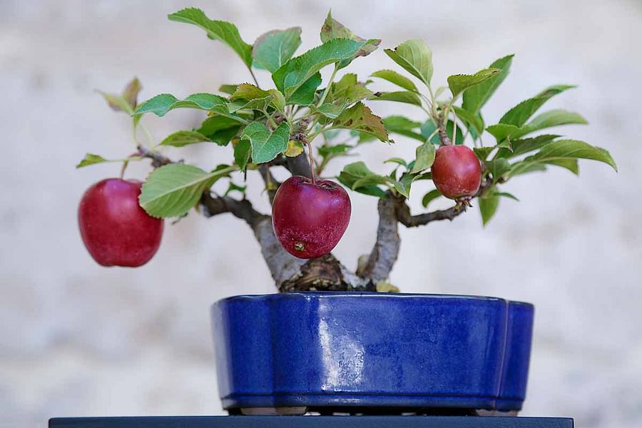 Different varieties of Bonsai Apple Trees