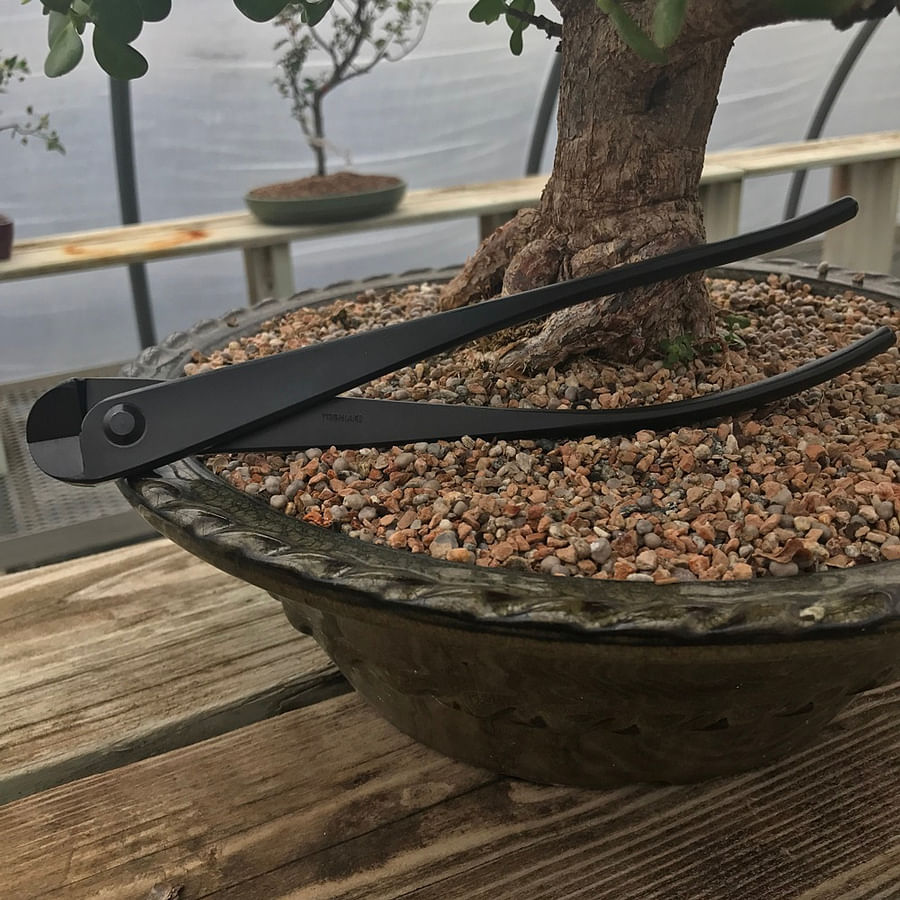 Person using wire cutters on a bonsai tree